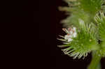 Largefruit blacksnakeroot